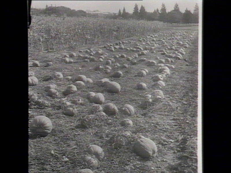 Pumpkins at Bathurst. Image courtesy of the State Library of New South Wales. 