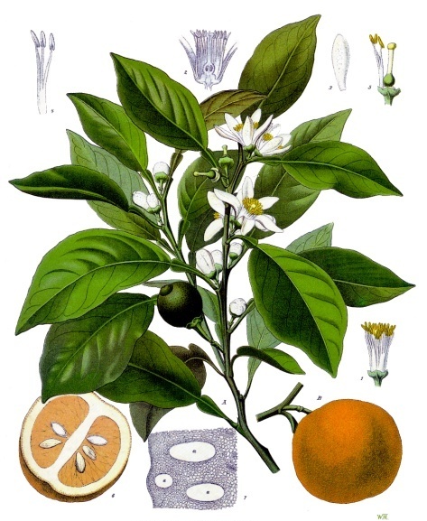 By Franz Eugen Köhler, Köhler's Medizinal-Pflanzen (List of Koehler Images) [Public domain], via Wikimedia Commons