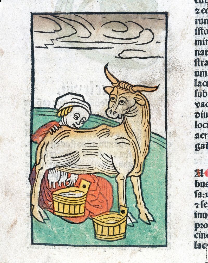 A_woman_milking_a_cow,_woodcut,_1547_Wellcome_L0029211